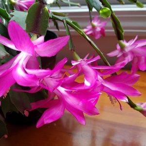 Meet your Posher, Louisa